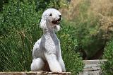 BEDLINGTON TERRIER 021